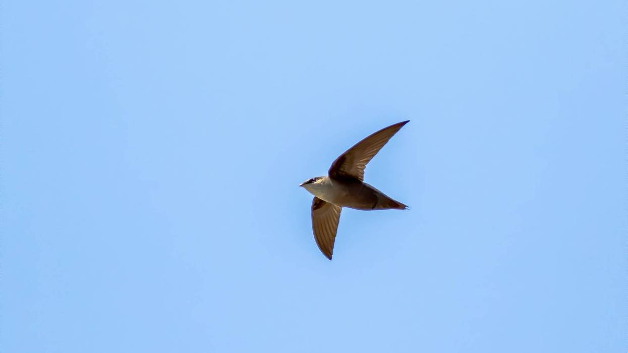 Chimney swift in flight