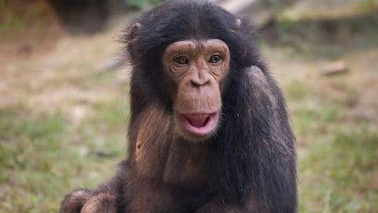 Chimpanzee