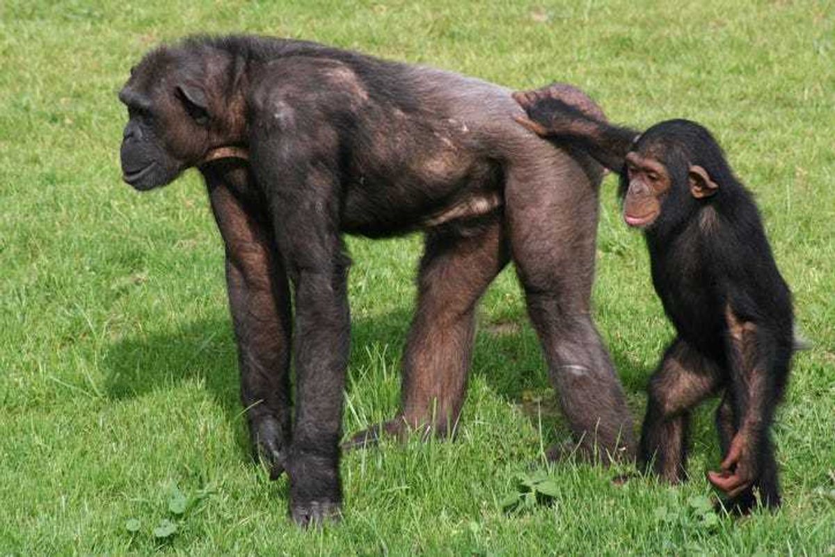 Chimpanzees playing.