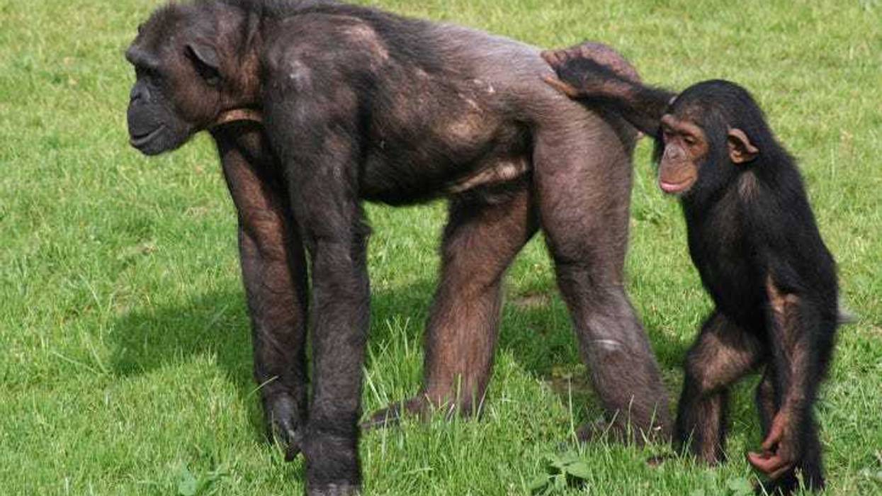 Chimpanzees playing.