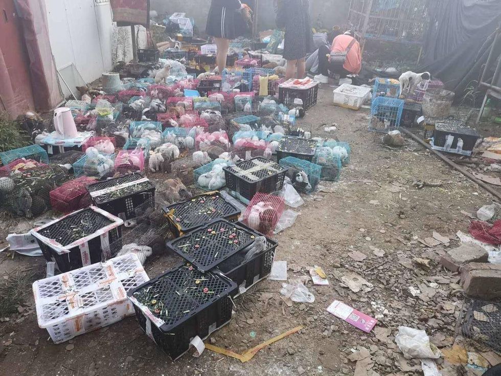 China_dead_pets