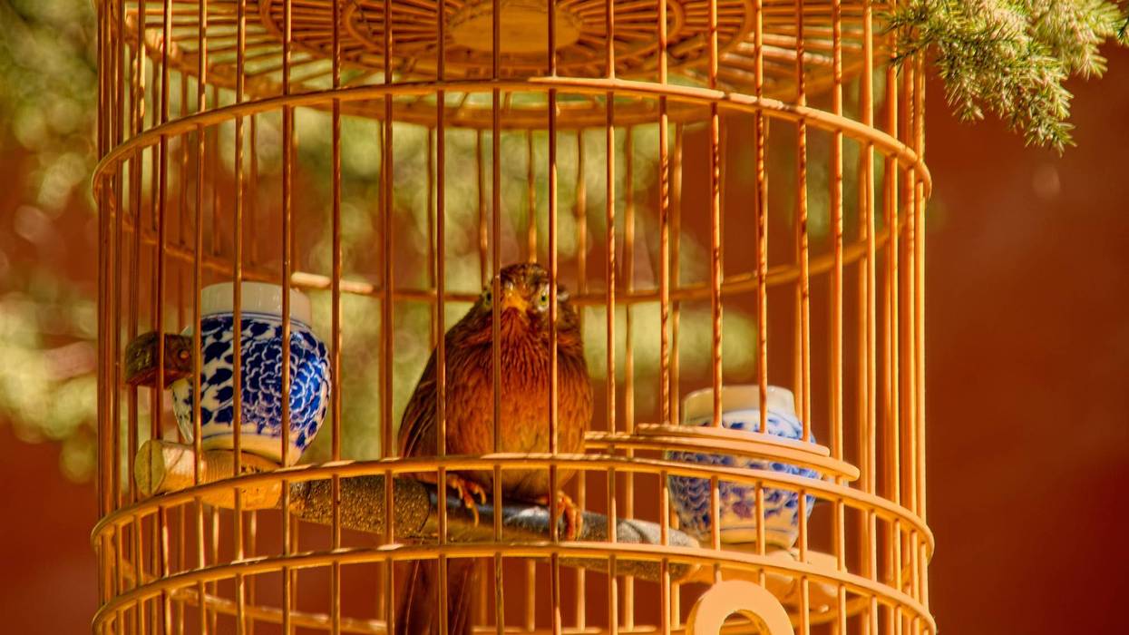 Chinese Hwamei songbird