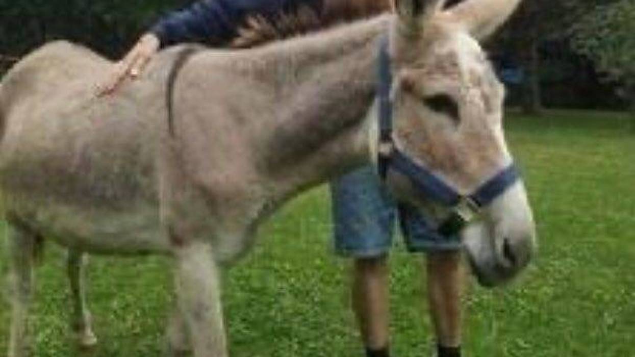 Chloe the donkey is missing in Michigan