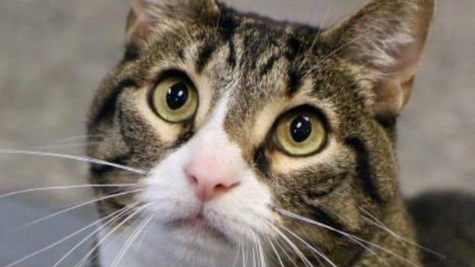 Chowder @ Austin Humane Society April 2021