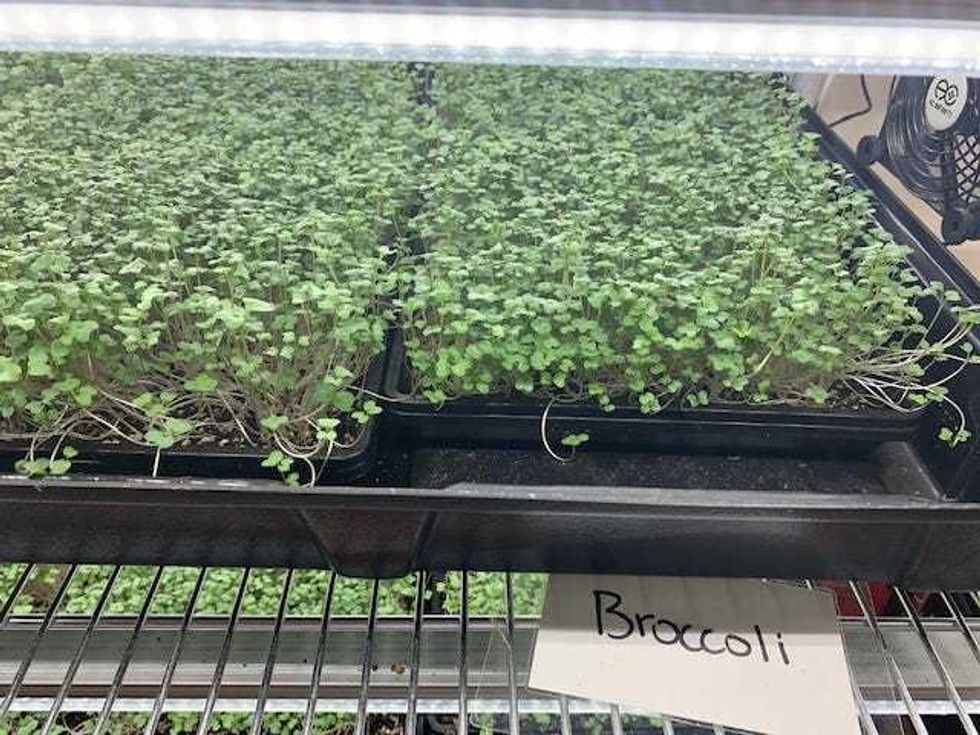 Chris Borek grows and sells by subscription and at farmers markets microgreens of broccoli, peas, radishes, basil, cilantro and more with tiny leaves and stems.