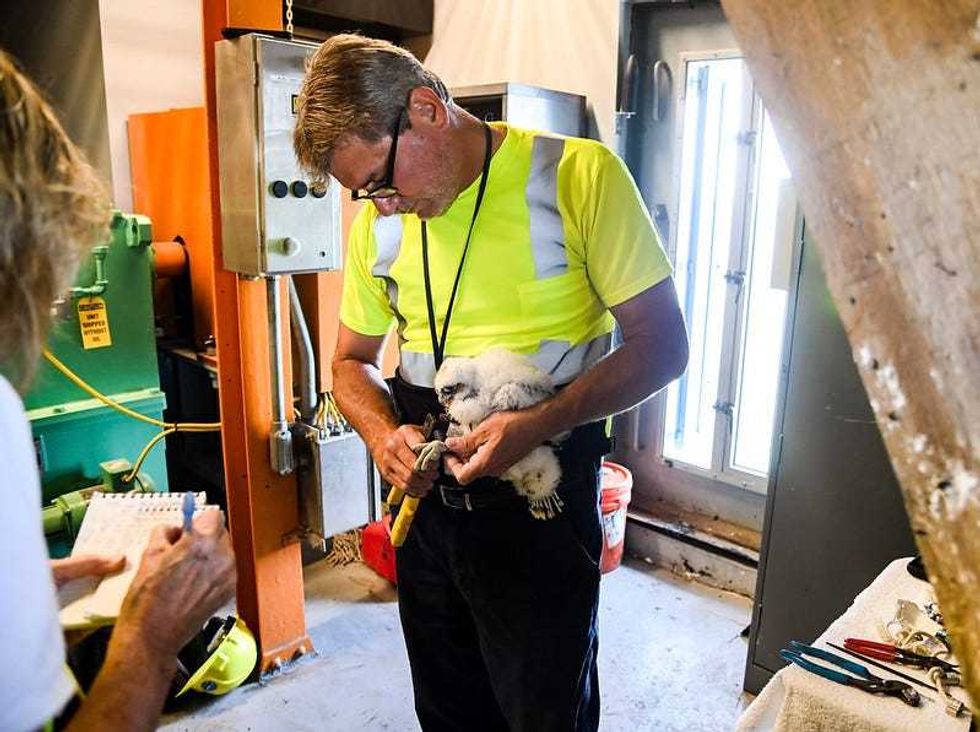 Chris Nadareski banding the falcon chick