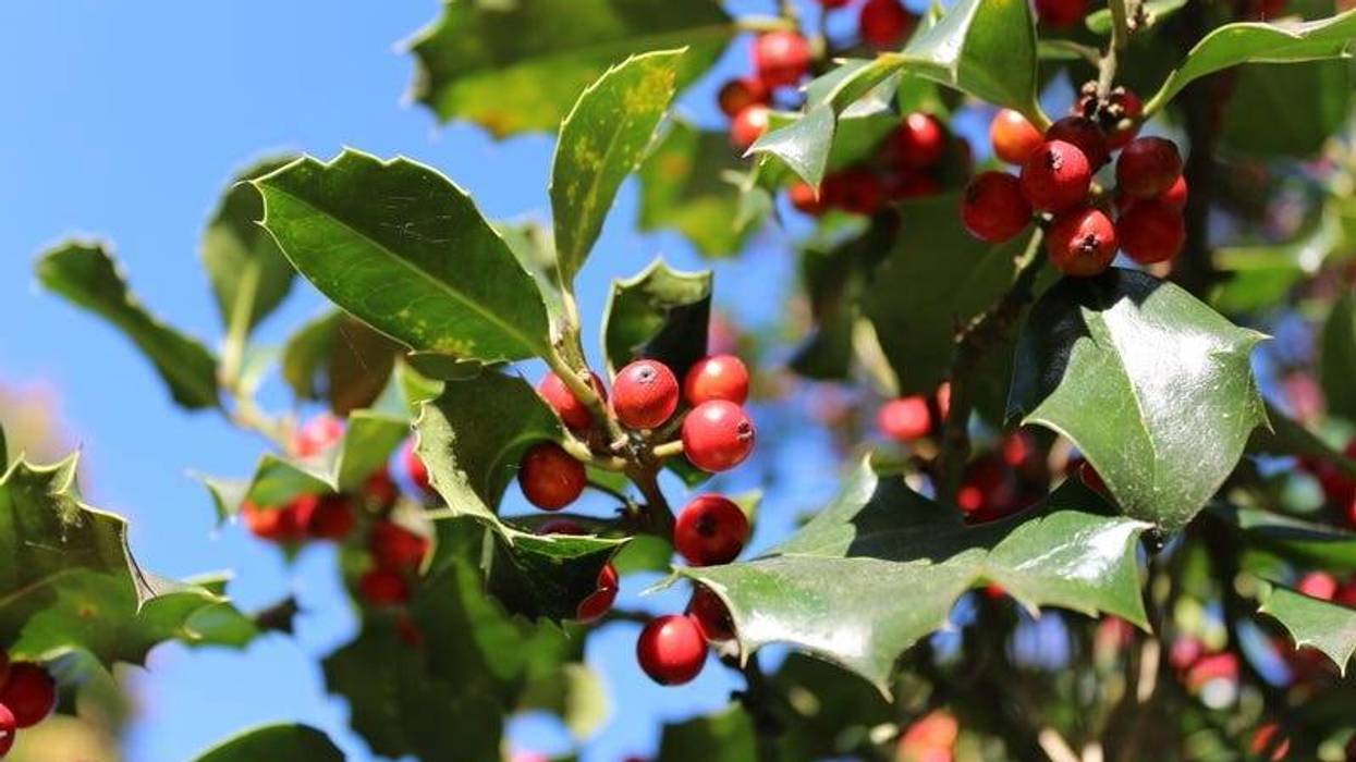 Christmas Berry Plant