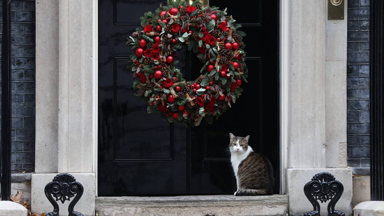 Christmas cat and wreath
