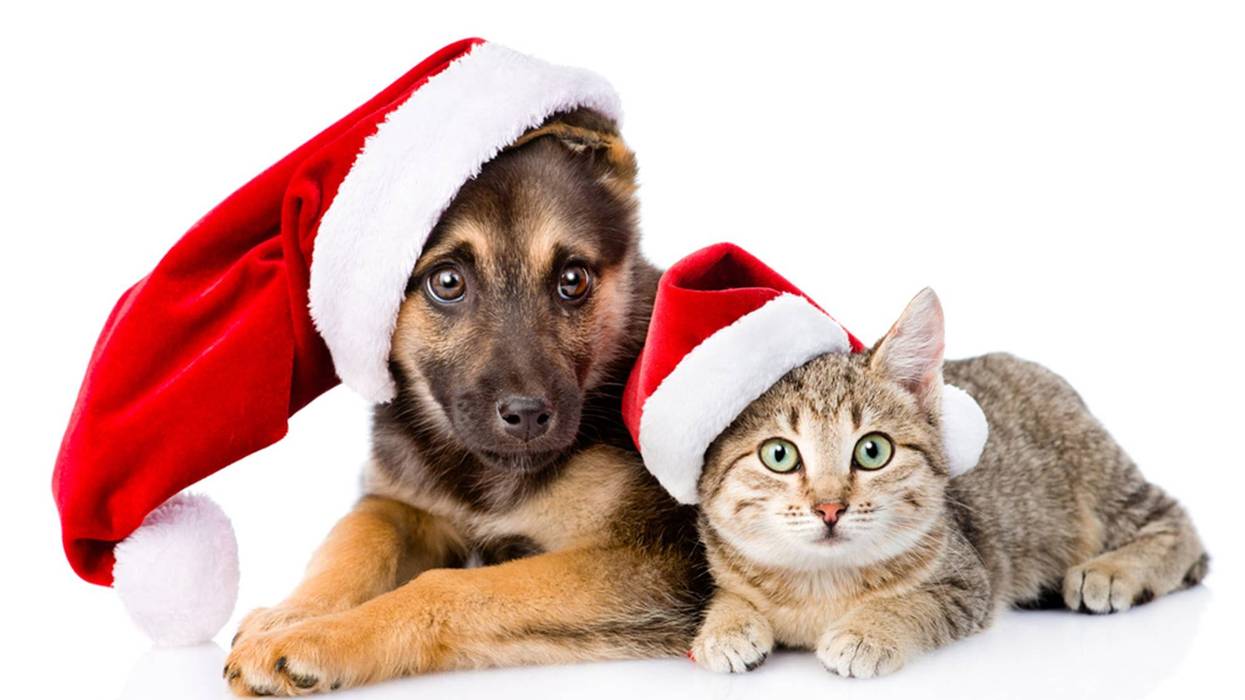 Christmas Pets