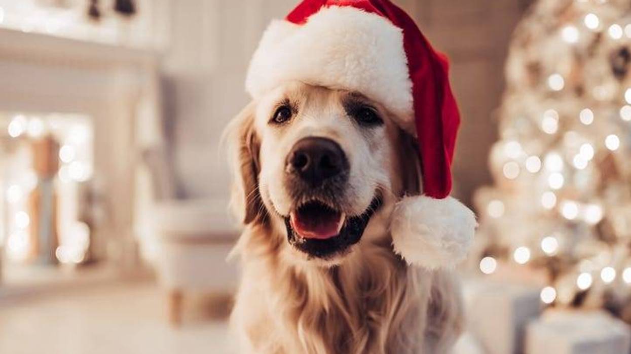 Christmas pup
