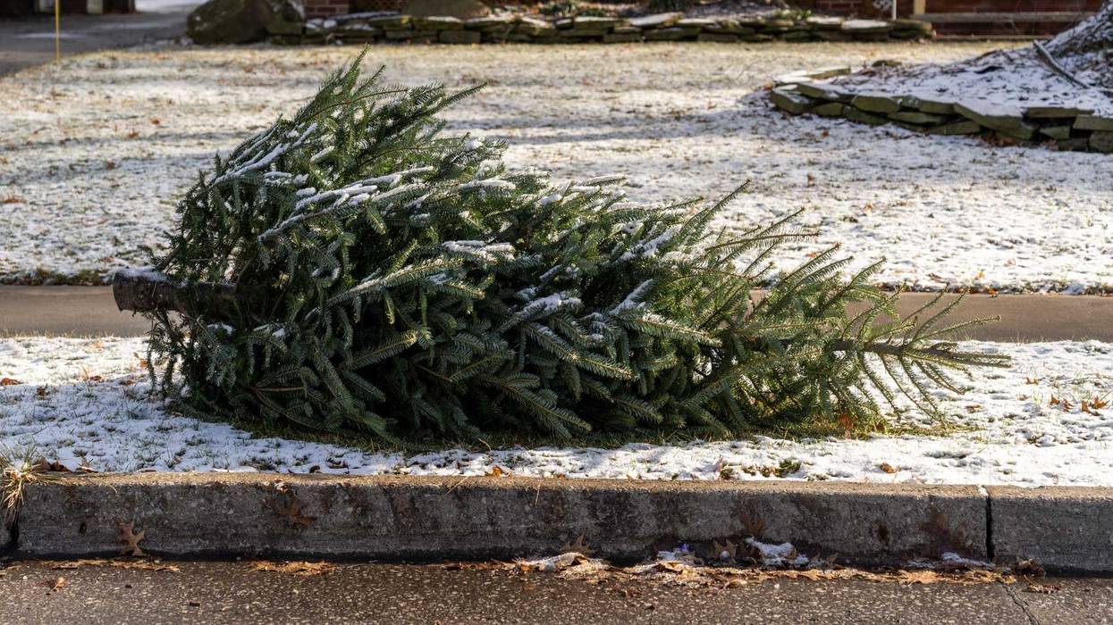 Christmas Tree, Disposal, Holiday, Agriculture, Invasive Species