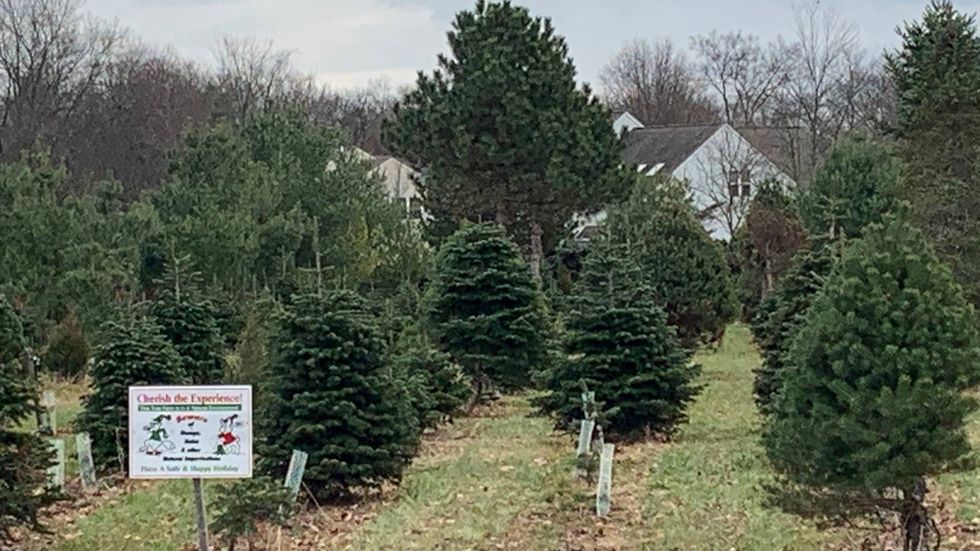 Christmas tree farm