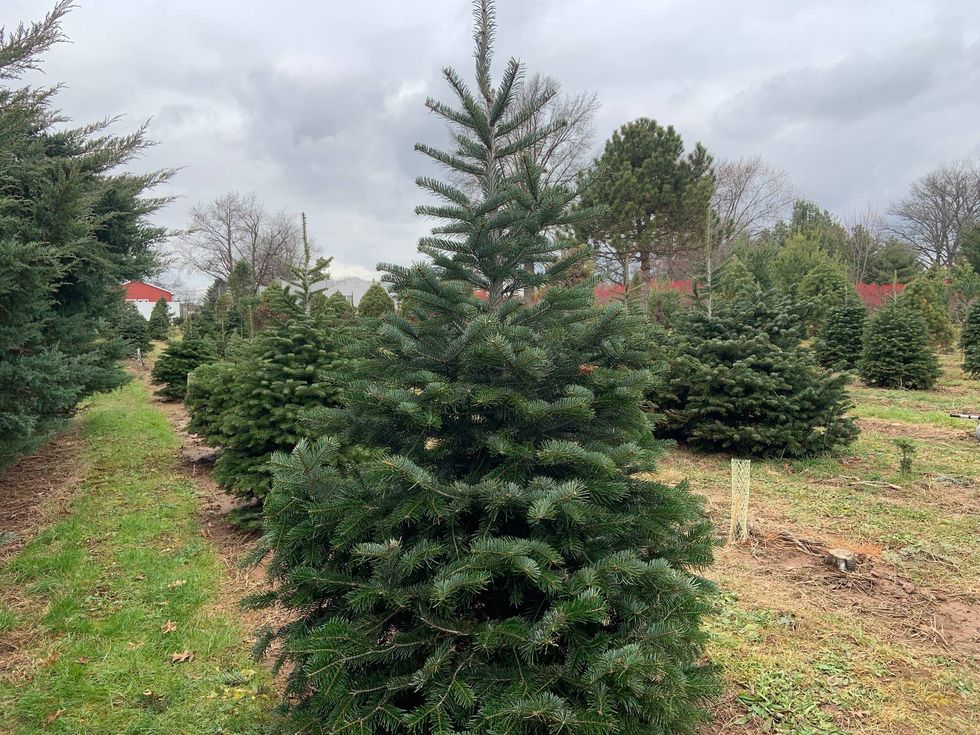 Christmas tree farm