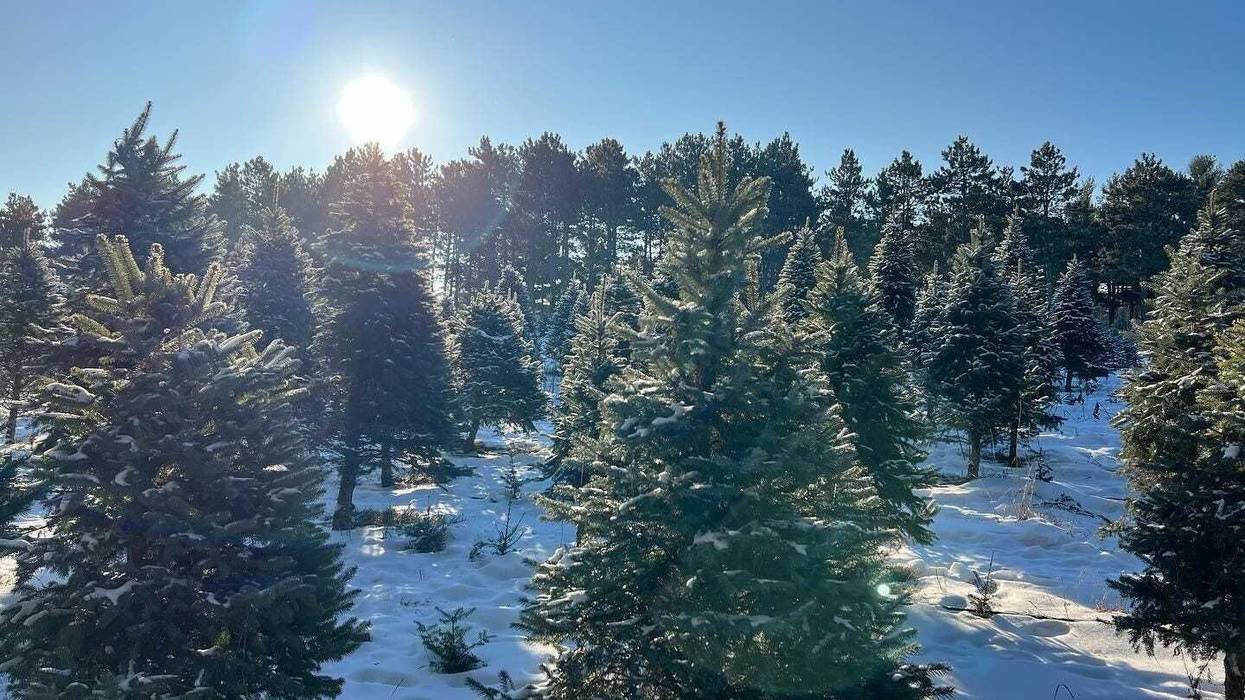 Christmas tree farms adjust hours, prices as pandemic behaviors change