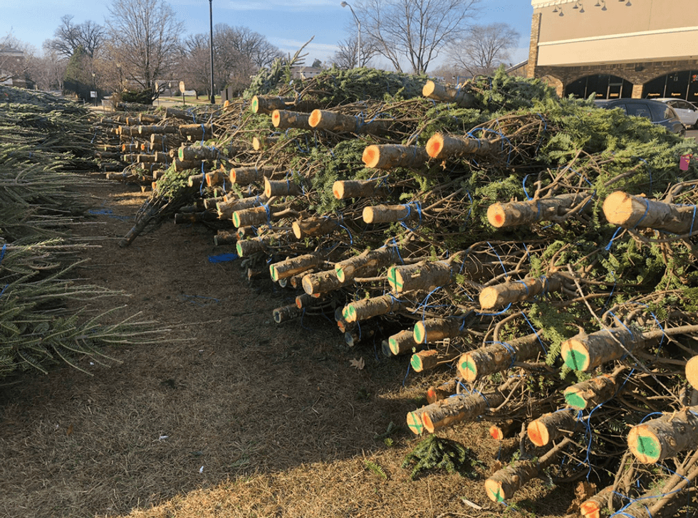 Christmas trees are really hot this year: 'People want an old-fashioned Christmas'