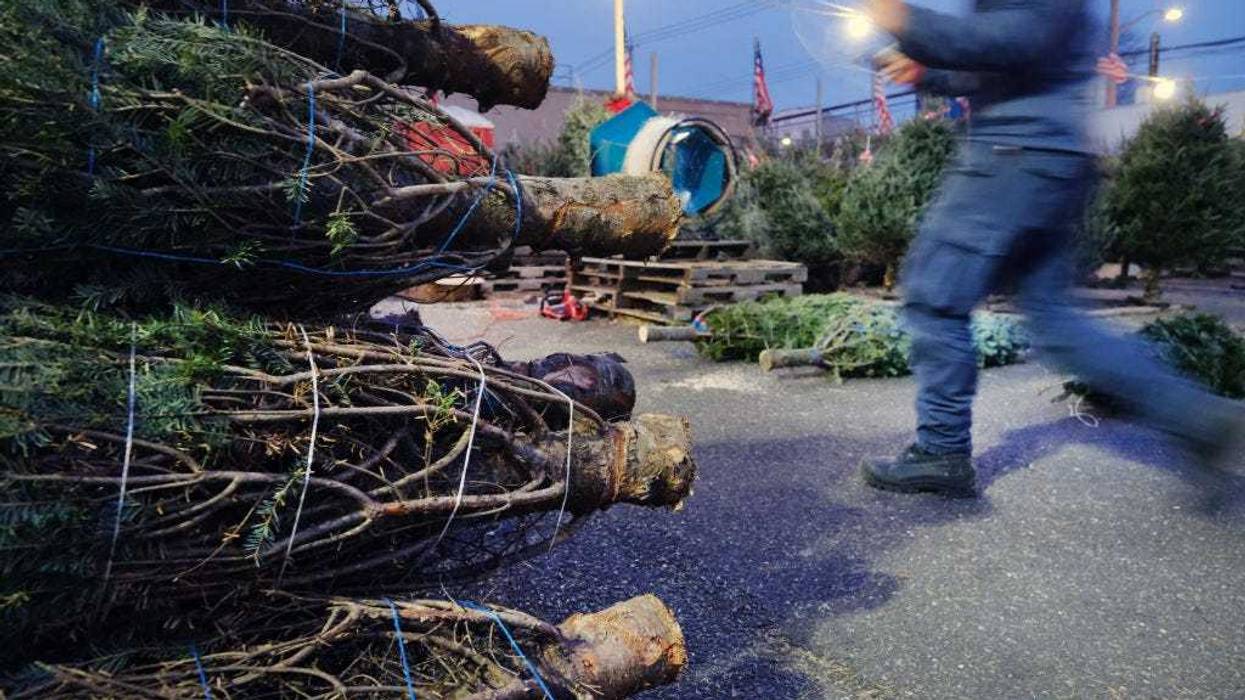 Christmas trees are displayed for customers in a lot at AA Christmas Trees in Brooklyn on December 09, 2021 in New York City.