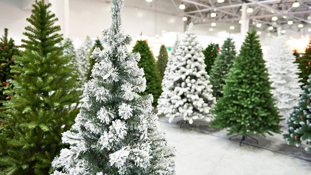 Christmas trees stock photo.