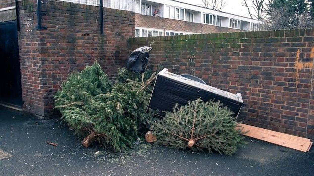 Christmas trees thrown in the garbage