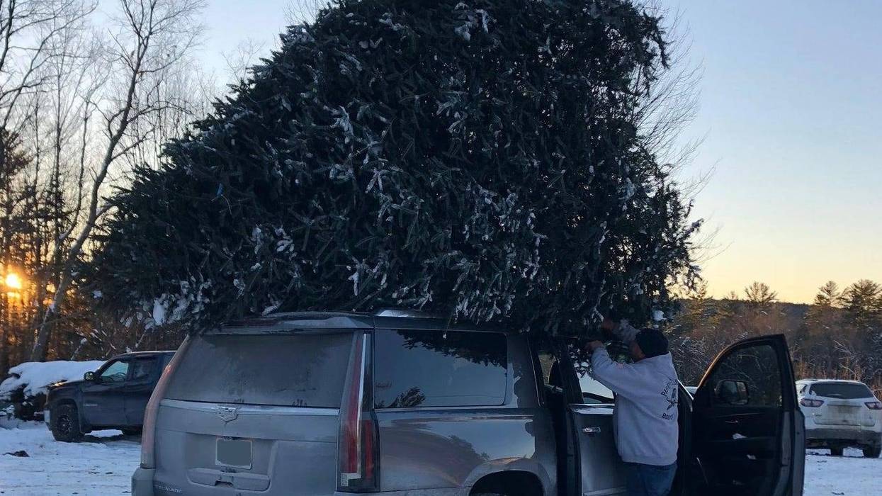 Christmas Trees