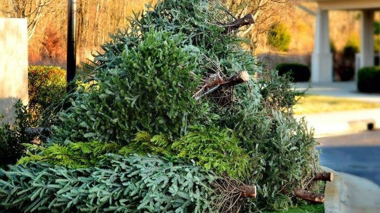 Christmas trees
