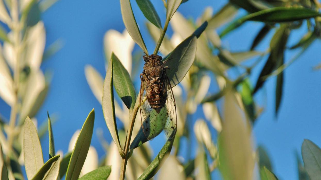 Cicada and Olive Tree
