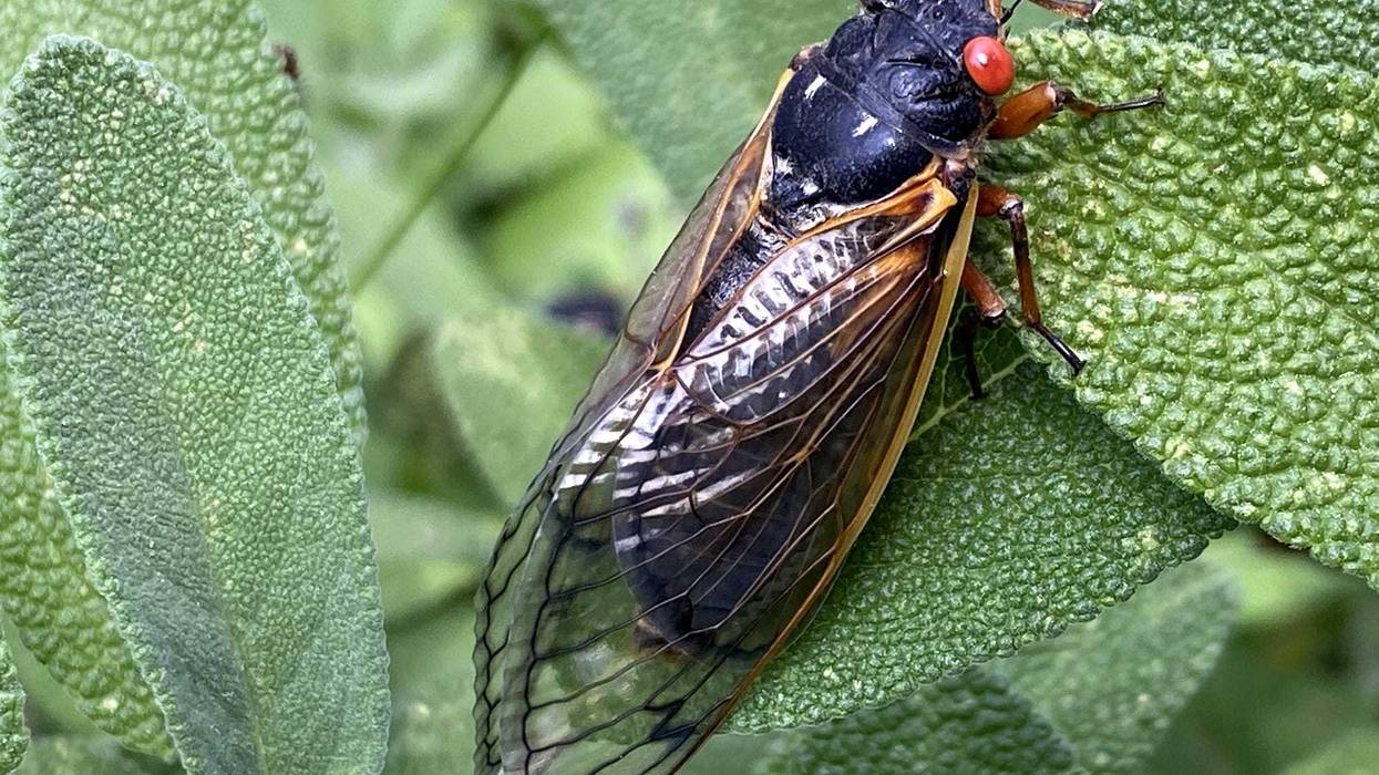 Cicada Emergence Infestation Virginia
