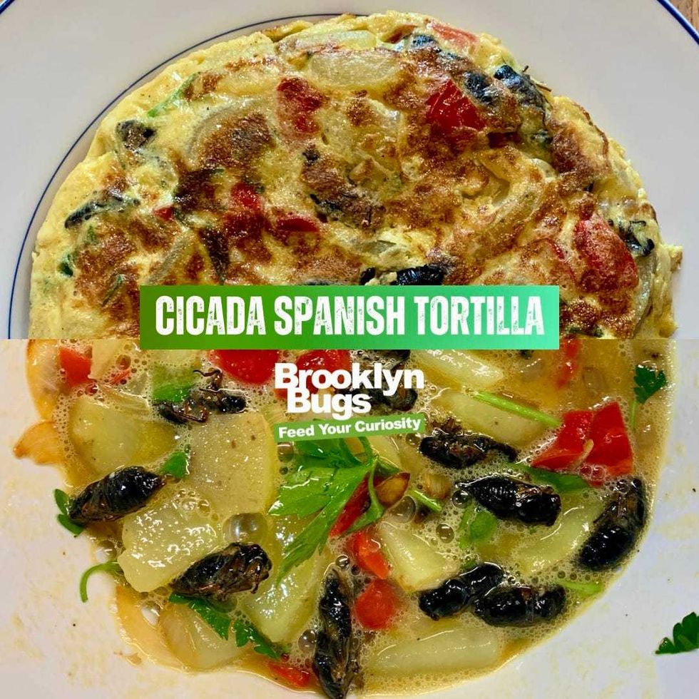 Cicada Spanish Tortilla