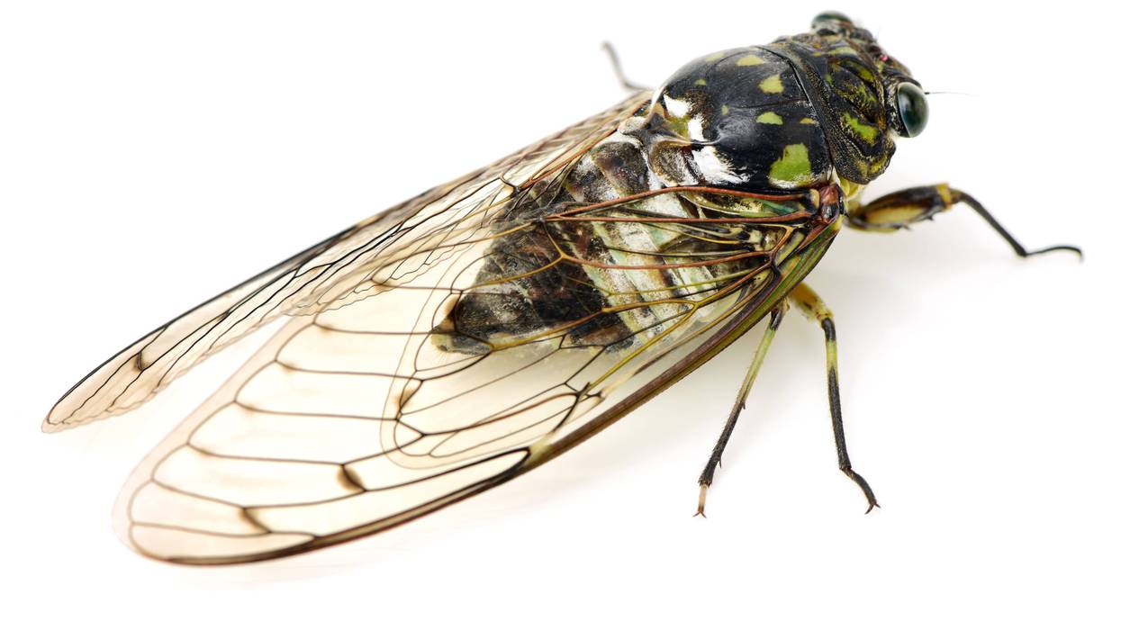 Cicada