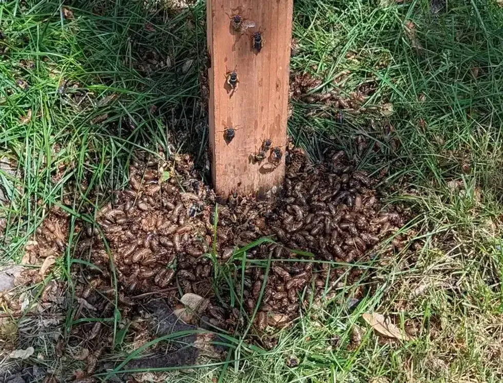 cicadas