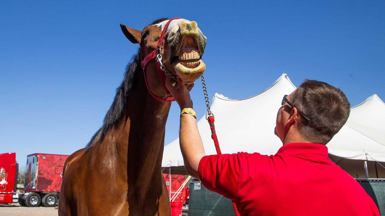 Cincinnati Couple's Pet Horse Smiles For Birth Announcement Pic