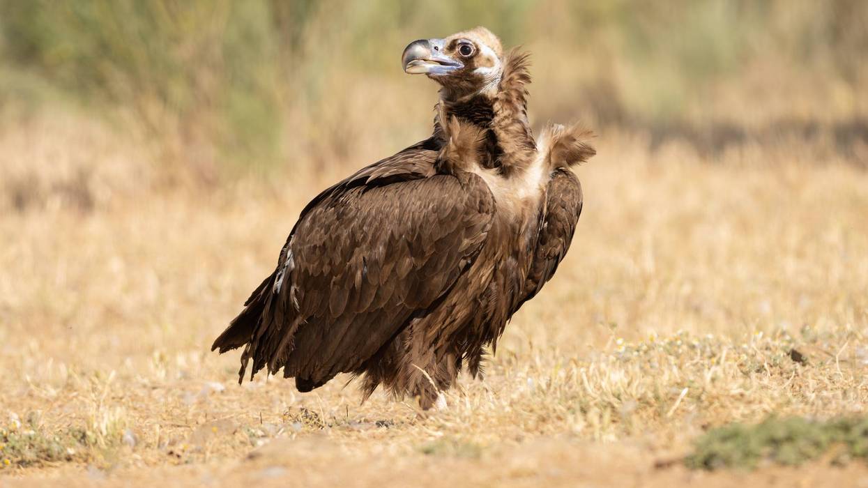 Cinereous Vulture (Aegypius monachus) photographed in the Monfragüe national park