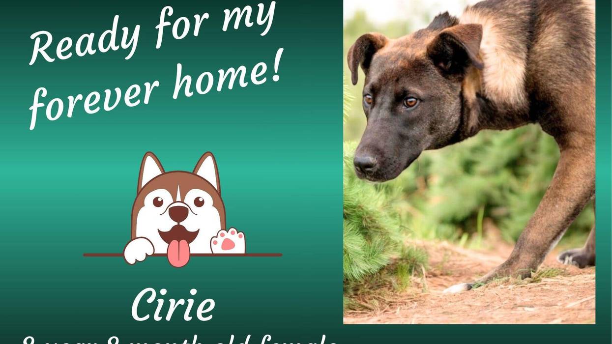 Cirie, a two year old large brown mixed breed dog
