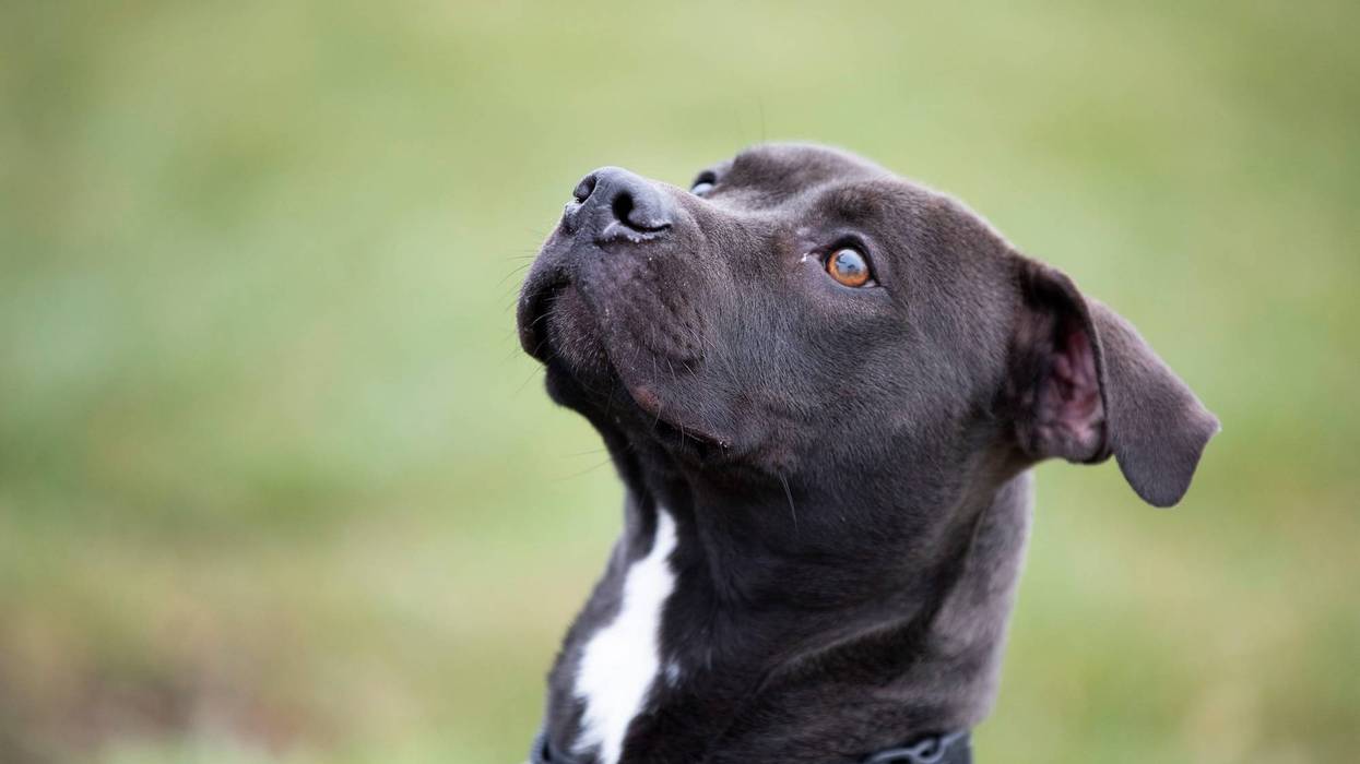 City leaders in Grosse Pointe Shores voted to approve a breed-specific ban against pitbull-type dogs on Tuesday evening, months after a vicious dog attack prompted the discussion.