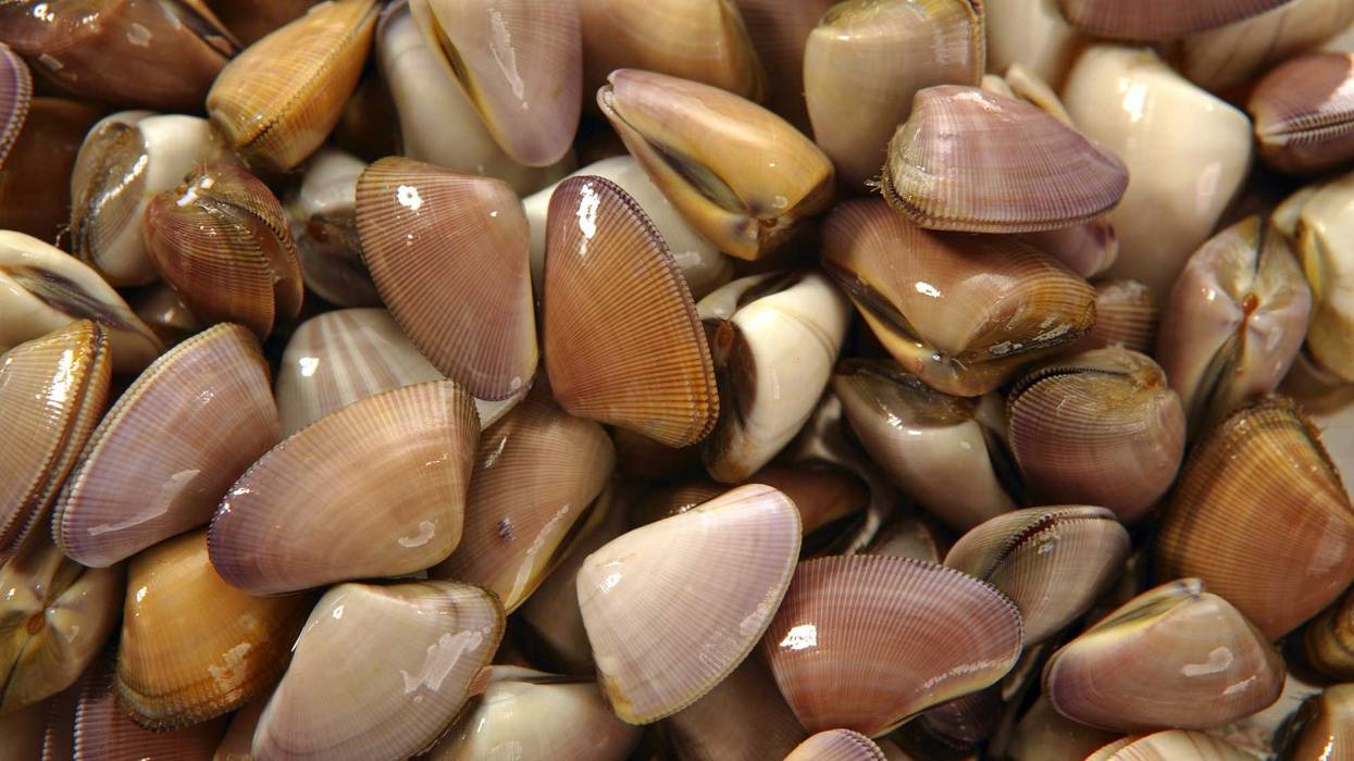 Clams stock photo.