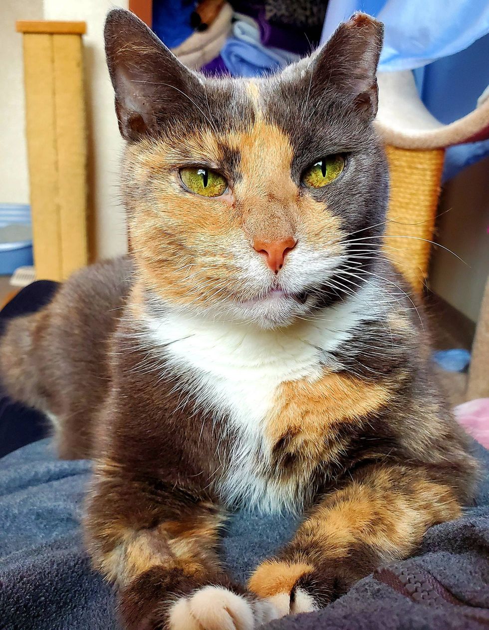 Clawdia