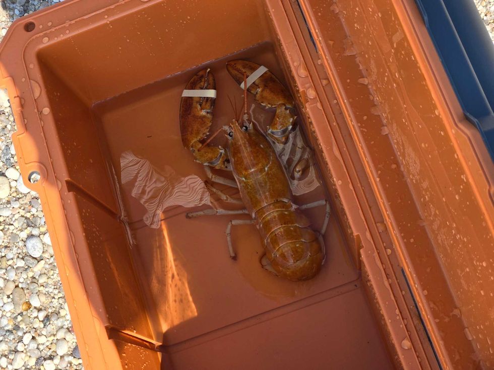 Clementine the orange lobster was rescued by Humane Long Island and returned to the ocean earlier this summer.