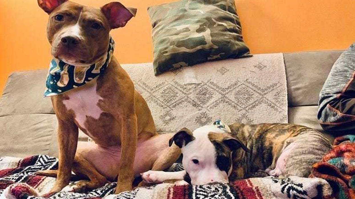 Cleveland APL dogs Tea Cup and Crowler sitting on the couch