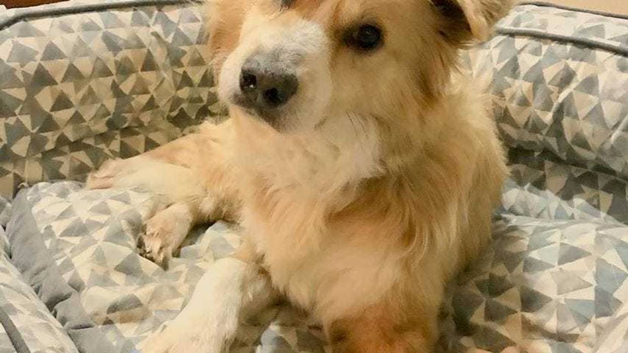 Cleveland APLs adoptable dog Buddy in his foster home