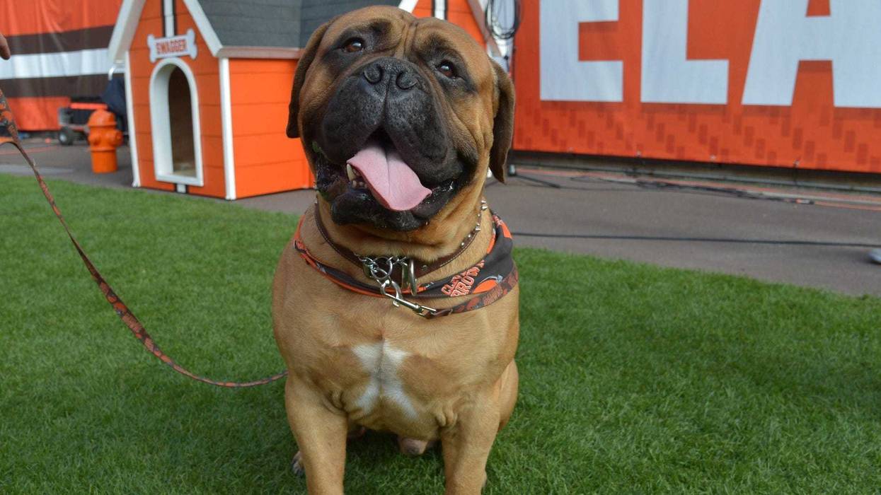 Cleveland Browns bulldog mascot Swagger