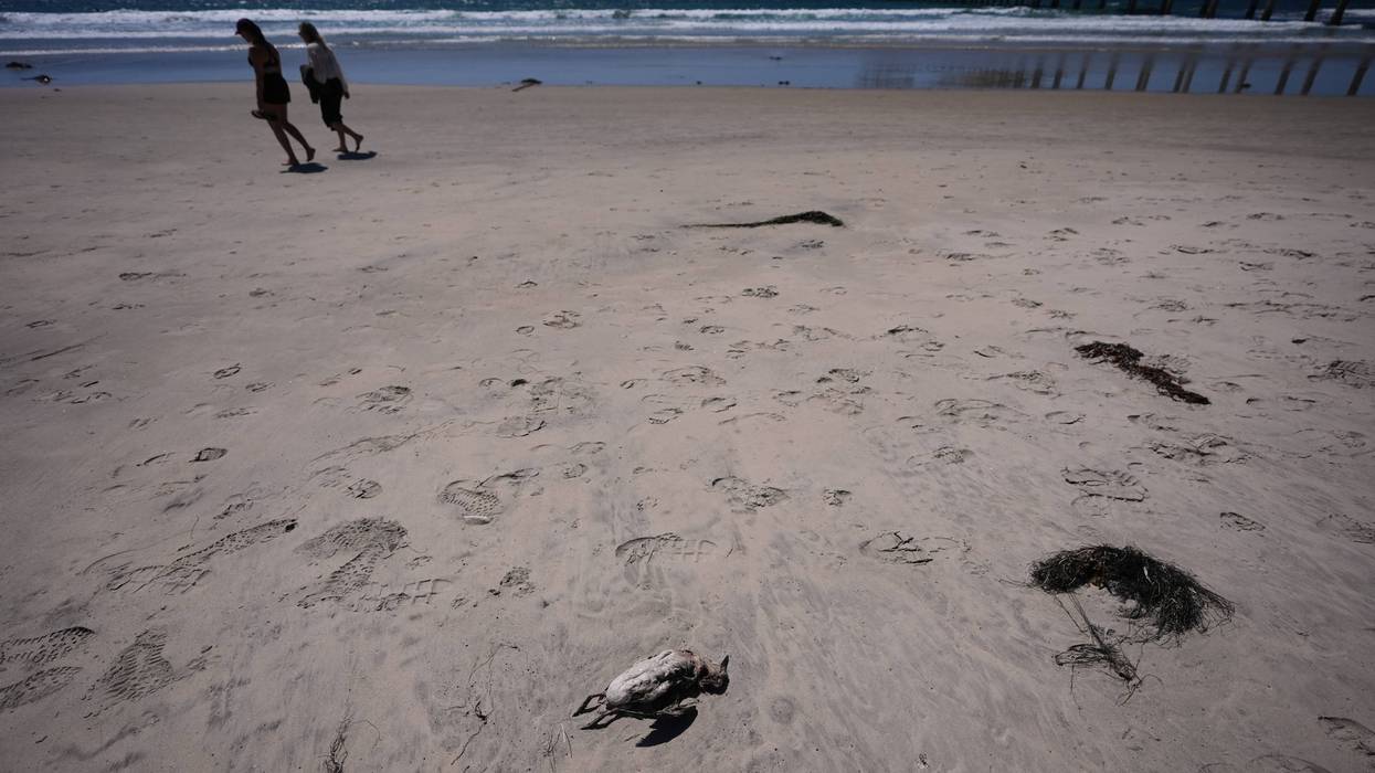 Climate Marine Heat Wave Dead Seabirds