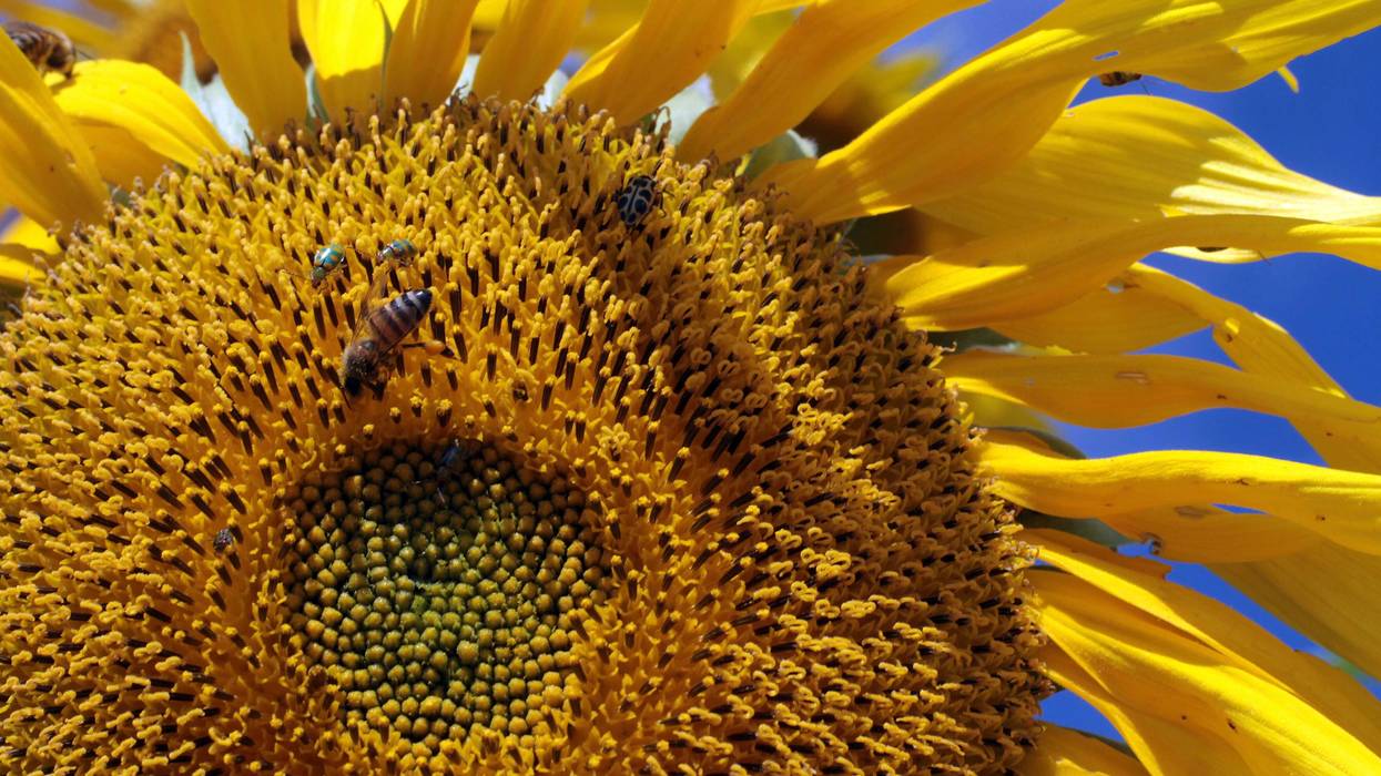 Climate Pollinators