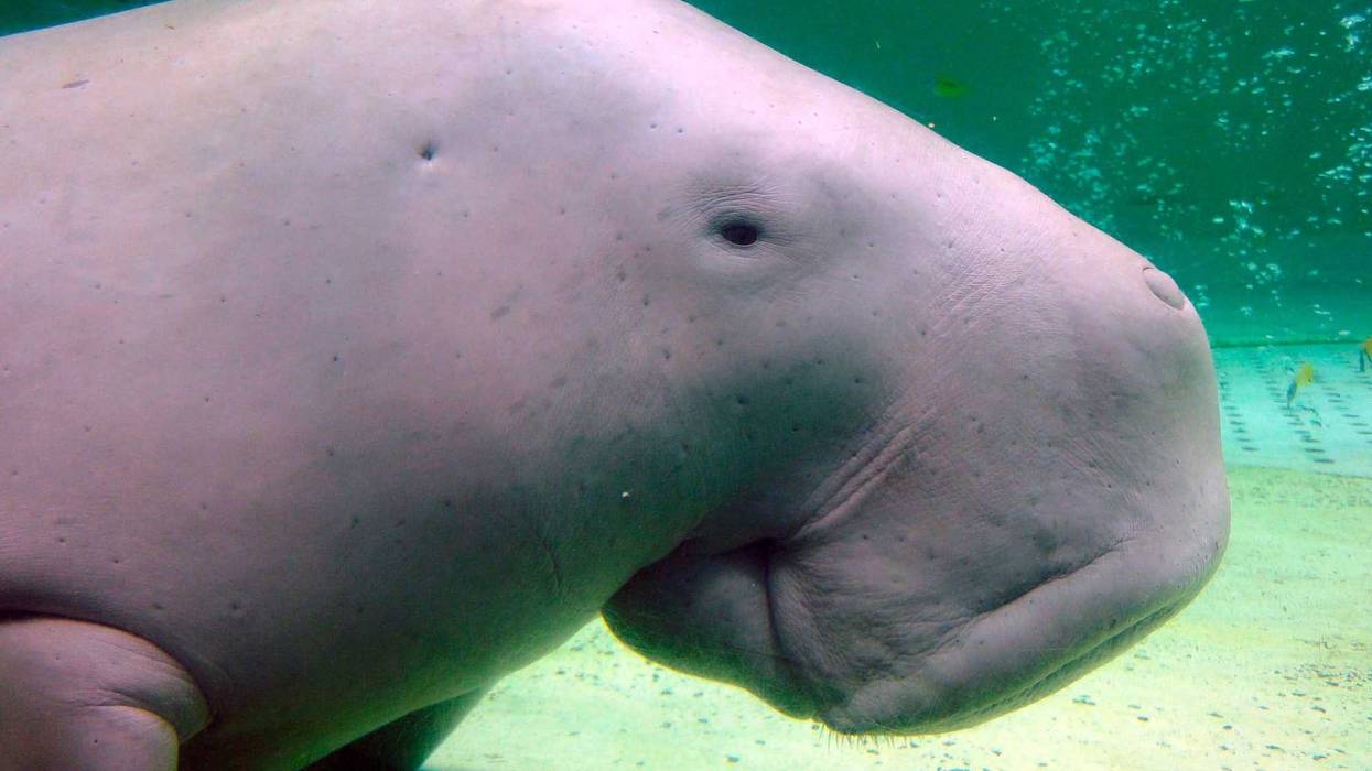 Climate Threatened Species List