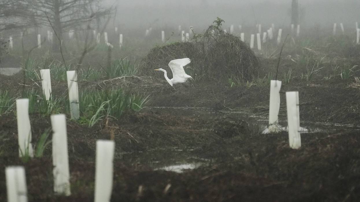 Climate Wetland Restoration Tree Planting