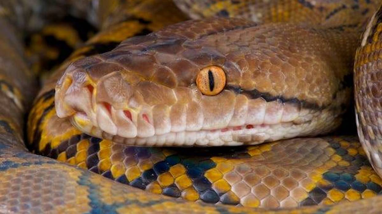 Close-up image of a reticulated python
