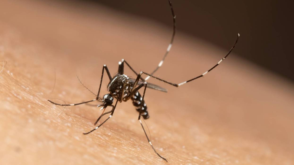 Close-up of a black and white banded mosquito on human skin.