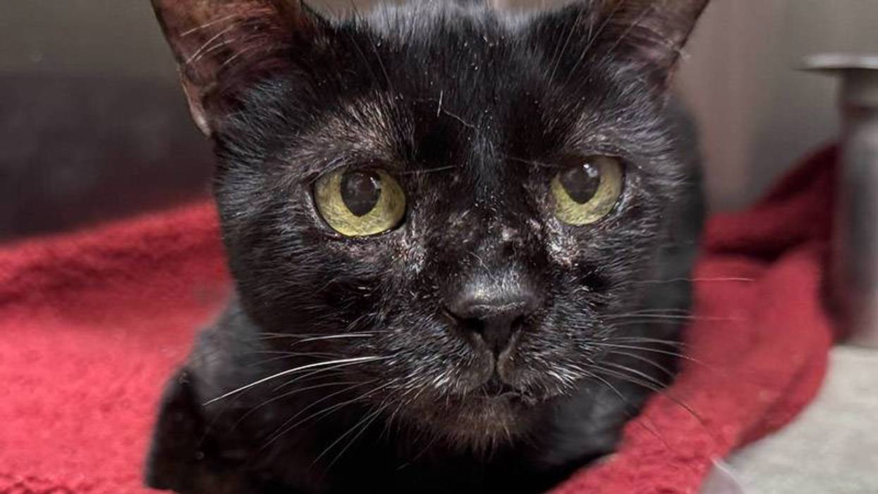 Close-up of a black cat with luminous green-yellow eyes, lying on a red blanket.