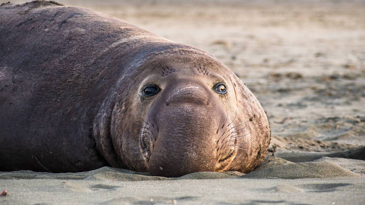 Close up of a male elephant seal resting on Drakes Beach at Point Reyes National Seashore.