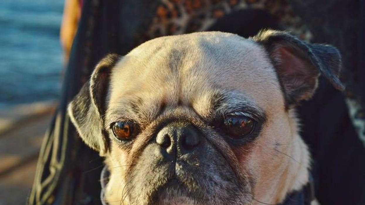 close-up of a pug dog
