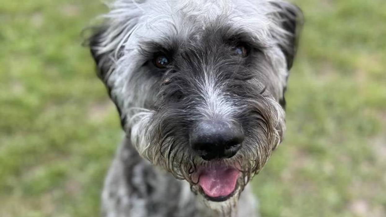 Close-up of a shaggy grey and black dog's face with an open mouth and pink tongue.