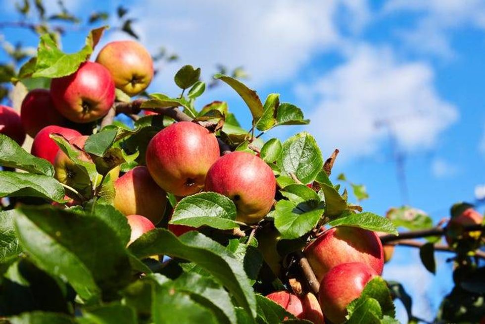 Close Up of Apples On A Tree